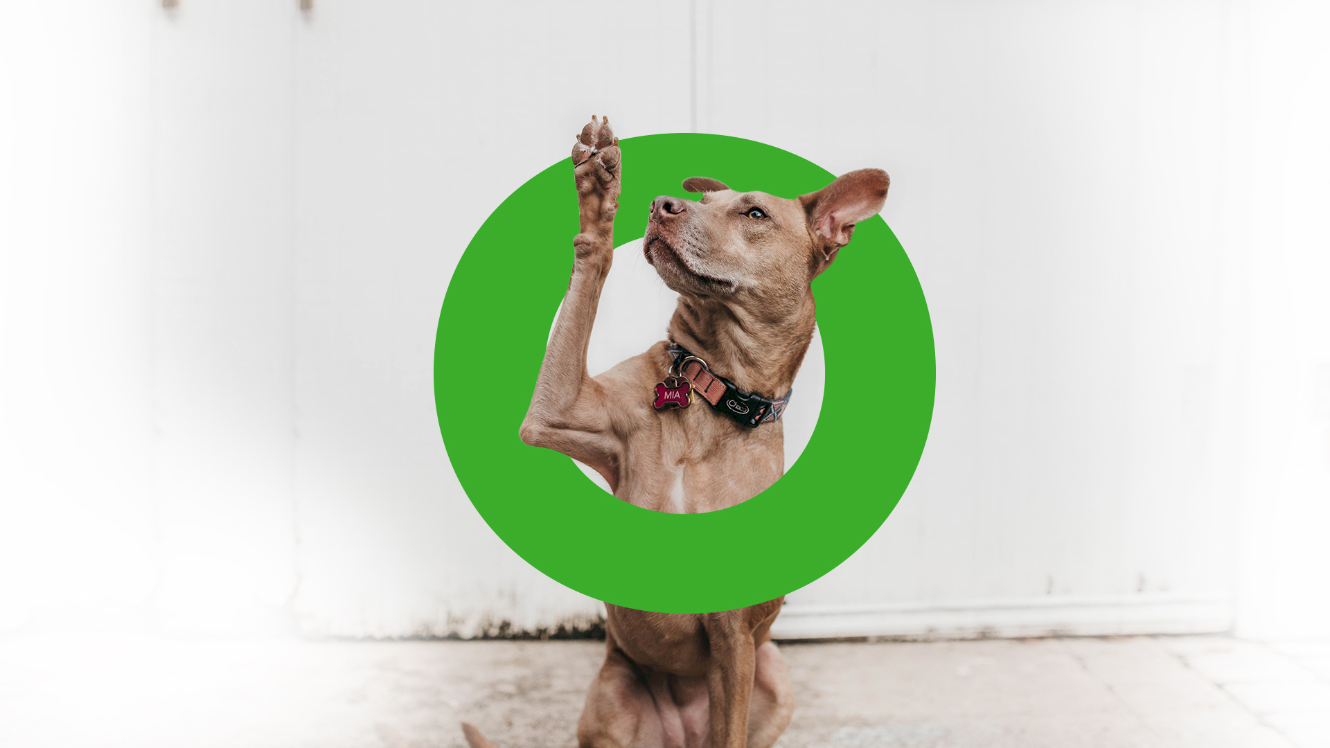 dog 1